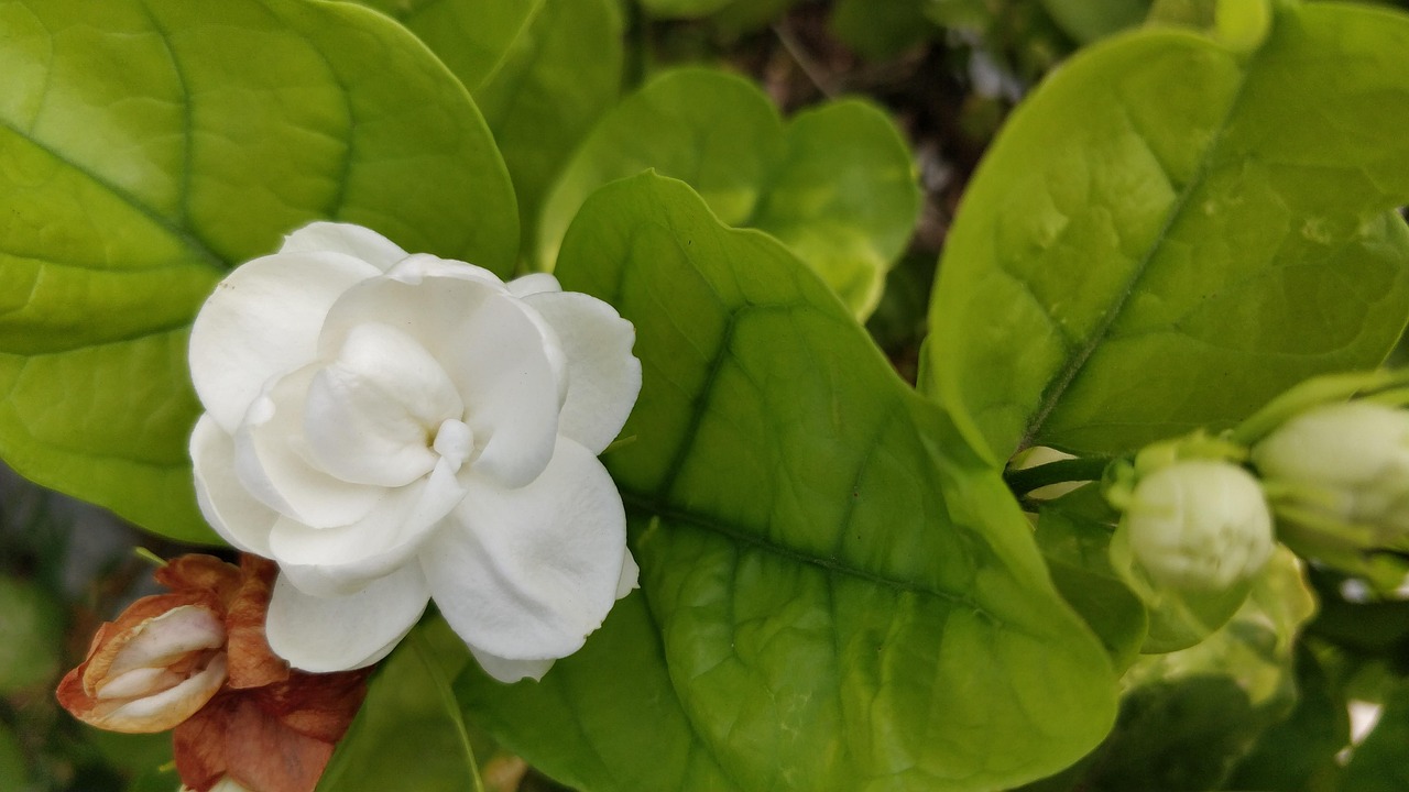 jasmine, white flower, mogra, arabian jasmine, motiya, mogra, mogra, mogra, mogra, mogra, arabian jasmine