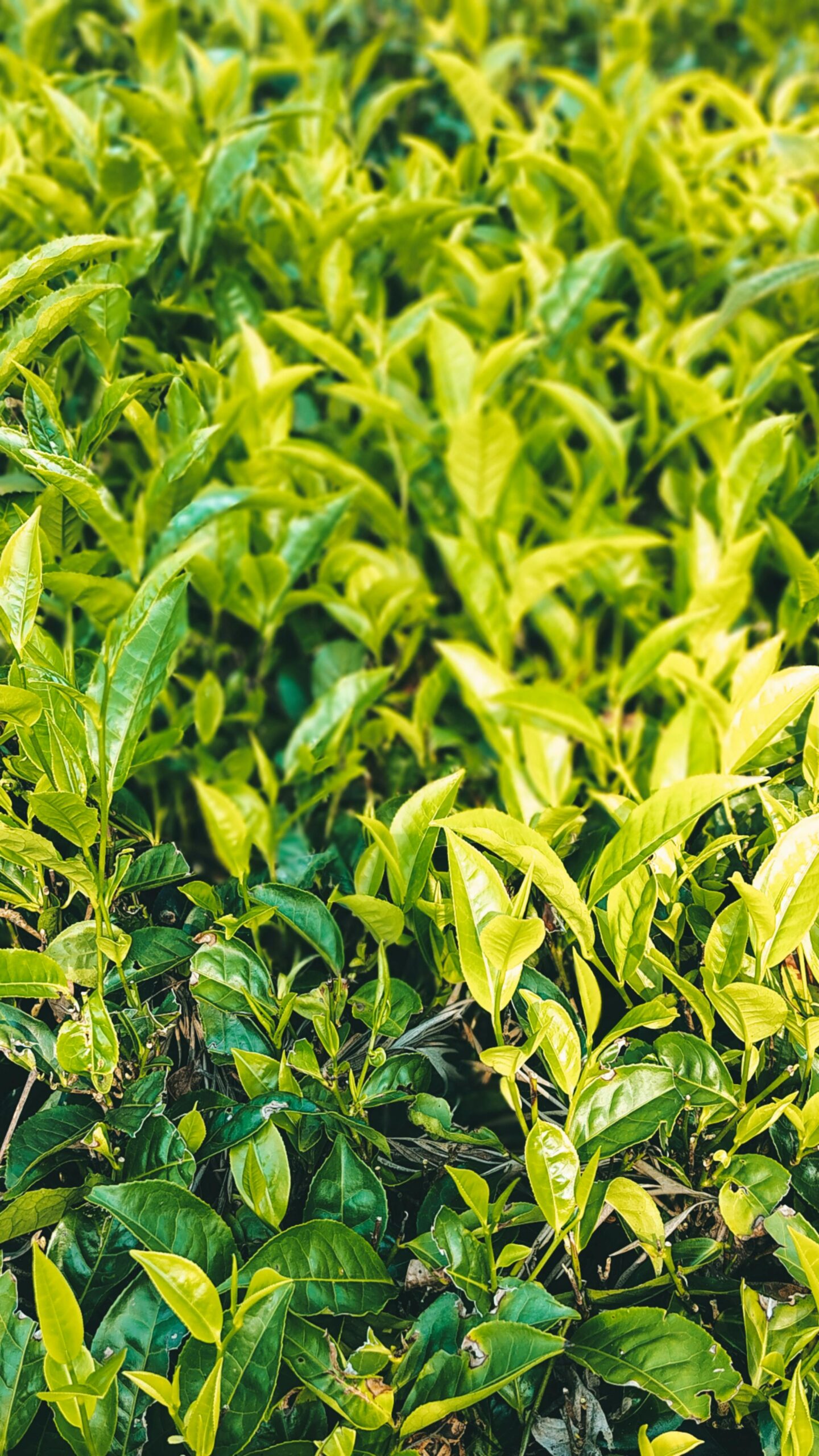 Close-up view of lush green tea plants with vibrant leaves in natural setting.